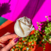 Bouquet de bougies fleur rose