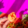 Bouquet de bougies fleur tulipe